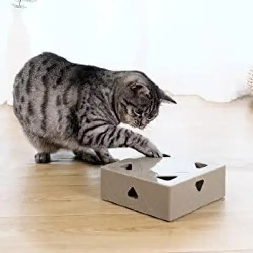 Chat heureux jouant avec le jouet électronique MouseBox™ sur le sol