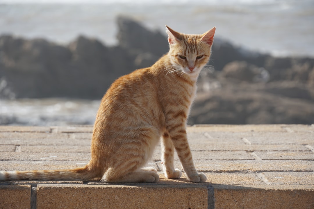 Kara Kedi Sözleri ve Bilimsel Gerçeklerle Efsanelerin Analizi