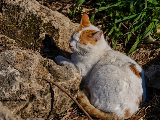 Bilimsel Yönleriyle Kedi Sahiplenme Rehberi
