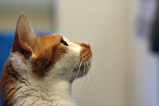 Rüyada Beyaz Kedi Görmek Bilimsel Yorum ve Anlamı