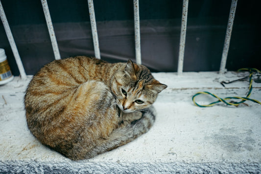 Kedi Videoları Beyinde Nasıl Mutluluk Hissi Uyandırır