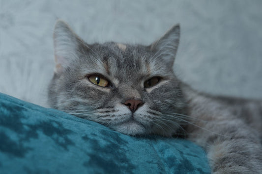 Tüysüz Kedi Türleri ve Bakımı Hakkında Bilimsel Rehber