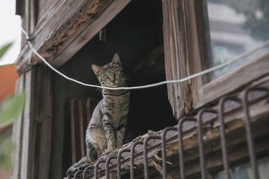Bilimsel Açıdan Oyuncak Kedi Seçiminin Çocuklara Etkisi