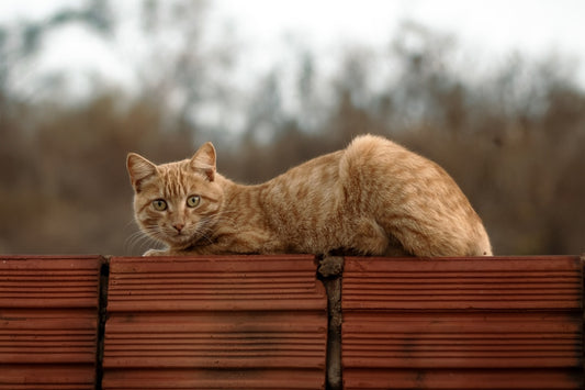Bilimsel Temelli En Popüler Dişi Kedi İsimleri 2024 Rehberi