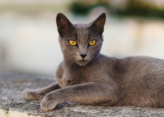 Kara Kedi Şarkısı: Çocuklar İçin Eğitici ve Neşeli Sözler