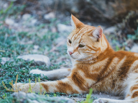 Falda Kedi Görmek Ne Anlama Gelir Bilimsel Yorumlar ve İşaretler