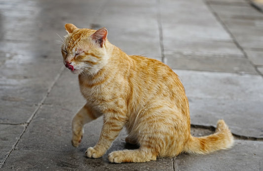 Kedi Dili Tiramisu: Bilimsel Olarak Lezzetin Sırrı