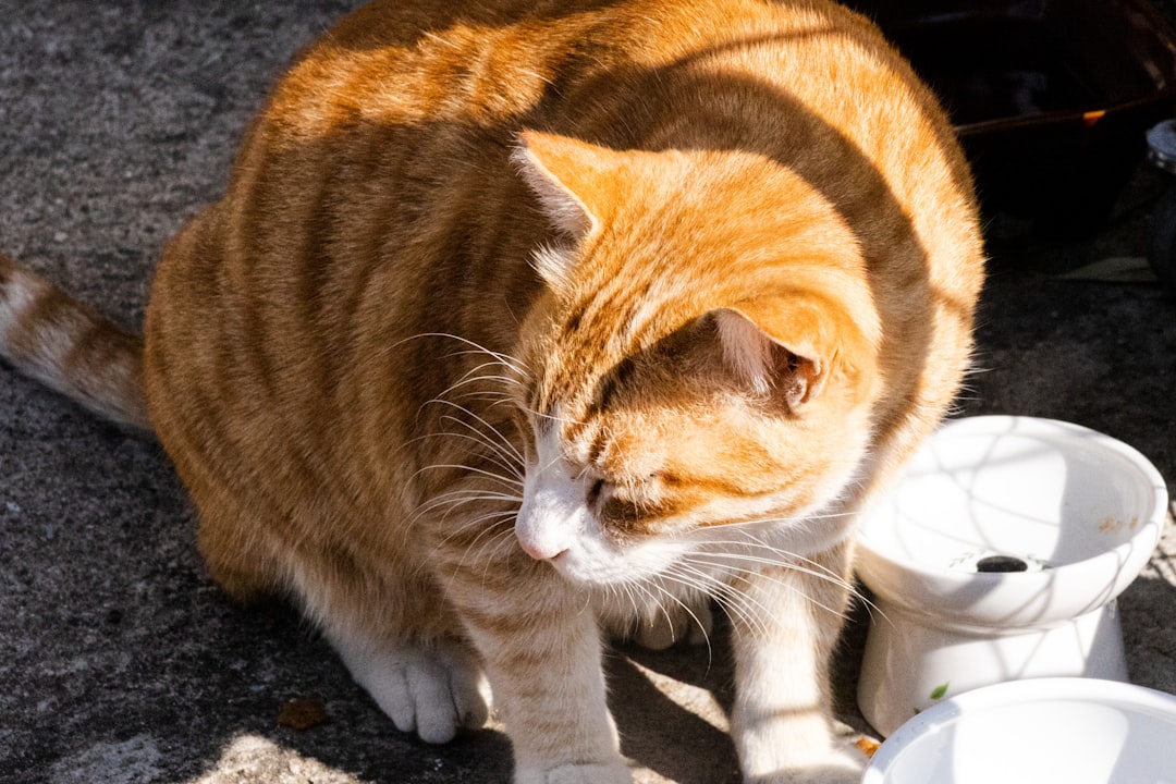 Kedi Tuvaleti Seçimi Bilimsel Kriterlerle Nasıl Yapılır