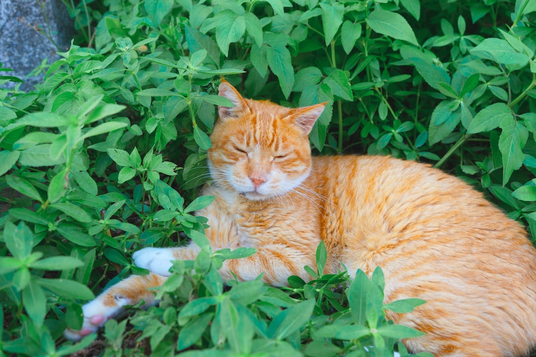 Kara Kedi Şarkı Sözleri ve Anlamı Bilimsel Analizle
