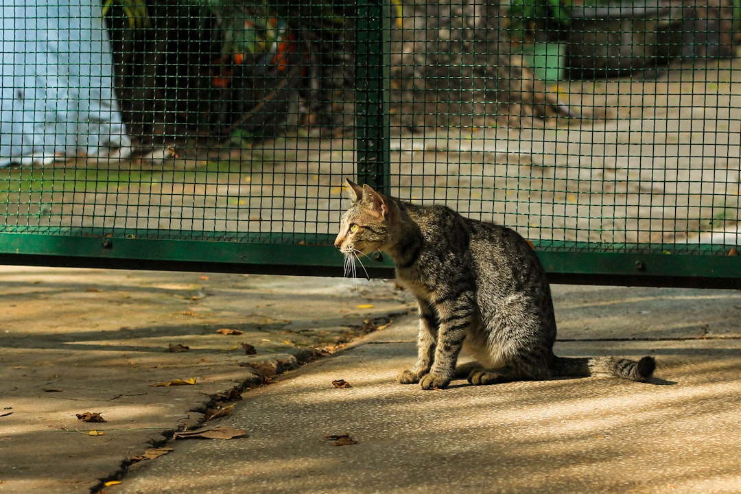 Ce inseamna cand toarce pisica din punct de vedere stiintific