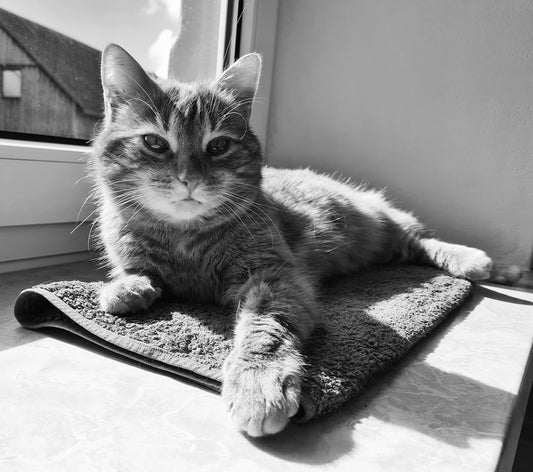 Royal Canin Kedi Maması ile Bilimsel Beslenme Rehberi