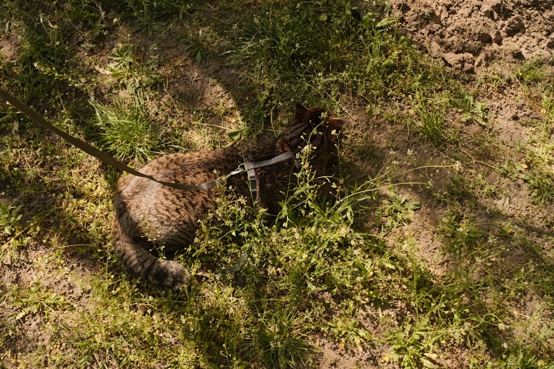 Are Pothos Toxic to Cats Discover the Scientific Truth