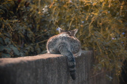 Scottish kedi özellikleri ve bakımı hakkında bilimsel rehber