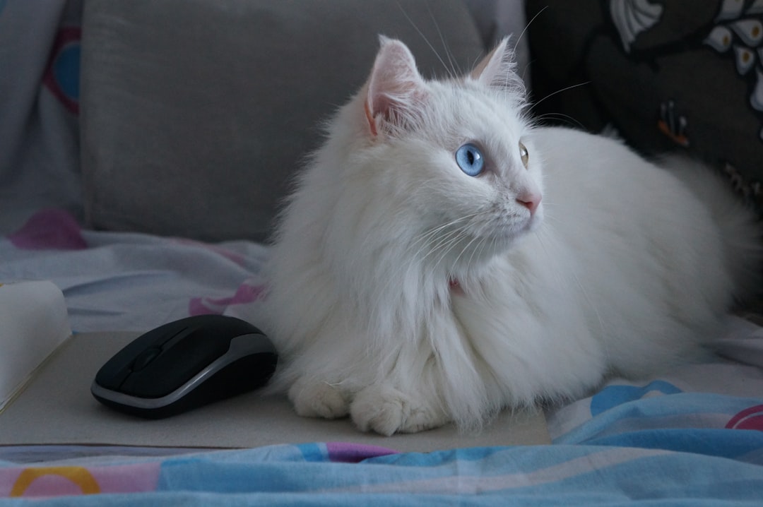 Katze wann ausgewachsen Wissenschaftliche Fakten zur Entwicklung