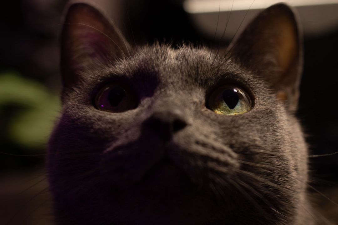 Bremsuvökvi köttur áhrif á heilsu og örugga meðhöndlun