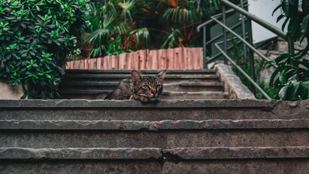 Are Tulips Poisonous to Cats Discover the Surprising Truth