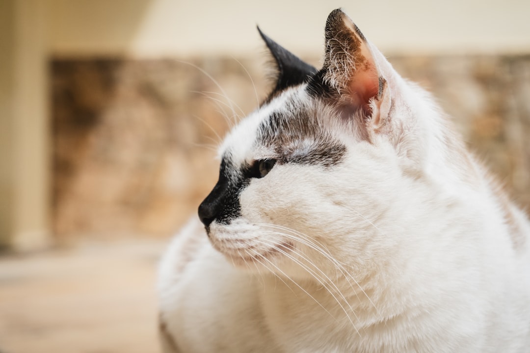 Hur länge växer en katt enligt forskning och fakta