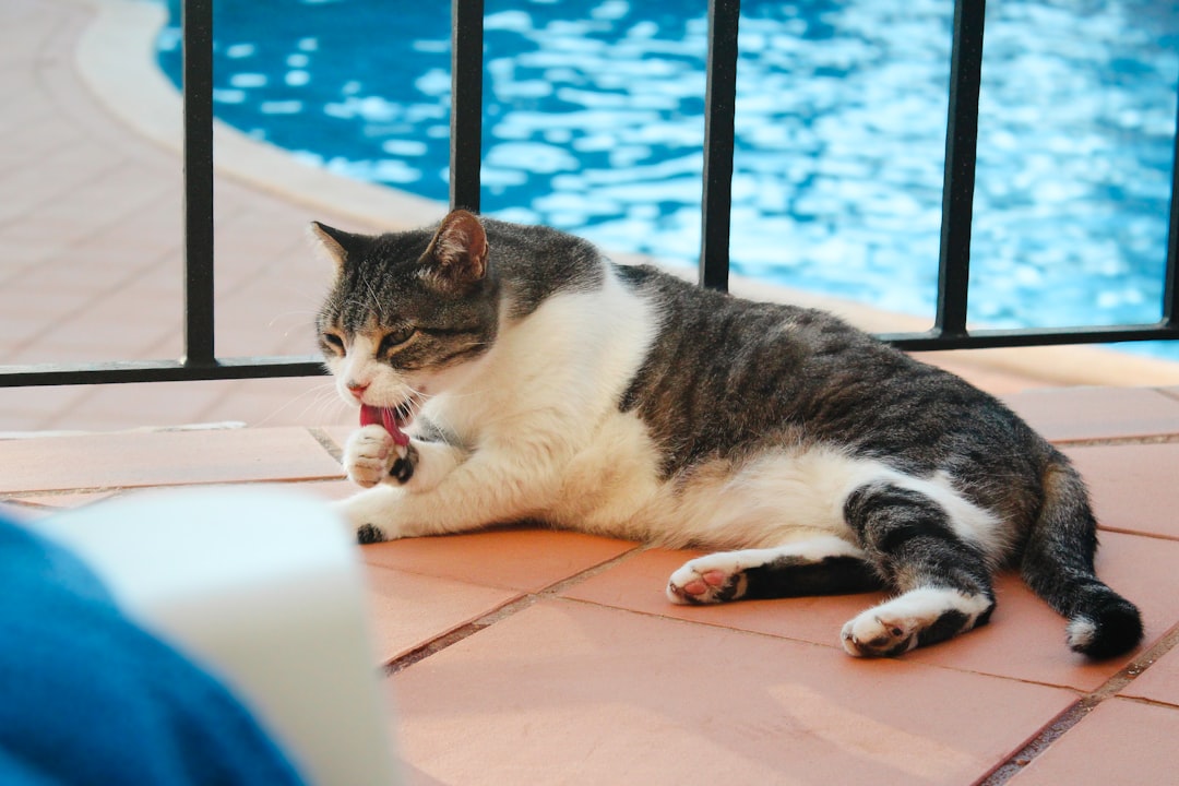 Hvor mye mat skal en katt ha ifølge vitenskapen