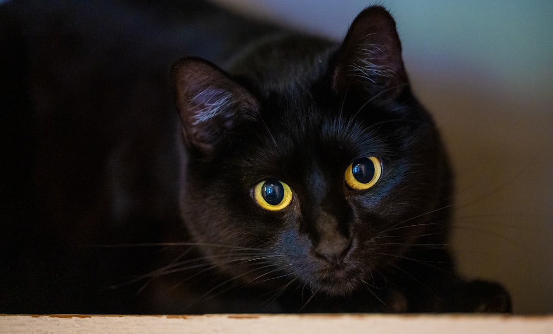 Wetenschappelijk antwoord op hoeveel levens een kat heeft