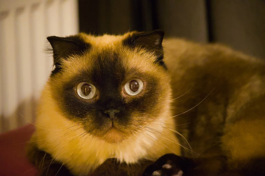 Bilimsel Olarak En İyi Kedi Maması Seçimi Rehberi