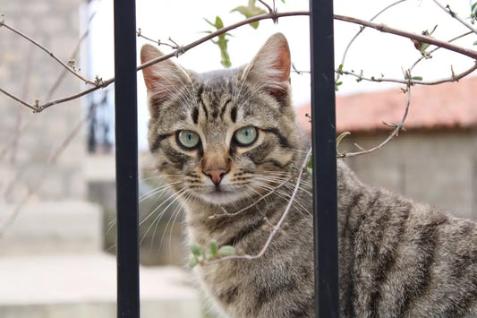 Chat tigré derrière des barreaux, une adaptation fascinante dans le processus évolutif.