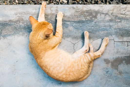 Un chat tigré orange s’étire, parfait pour inspirer un nom de chat.