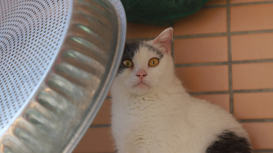 En Popüler 2024 Erkek Kedi İsimleri ve Anlamları