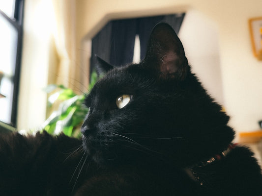 Kedi Maması 15 Kg Seçerken Dikkat Edilmesi Gerekenler