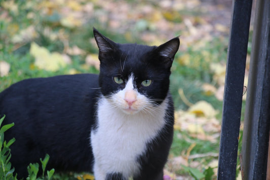 Mucize Uğur Böceği ile Kara Kedi 5 Sezon Bilimsel İnceleme