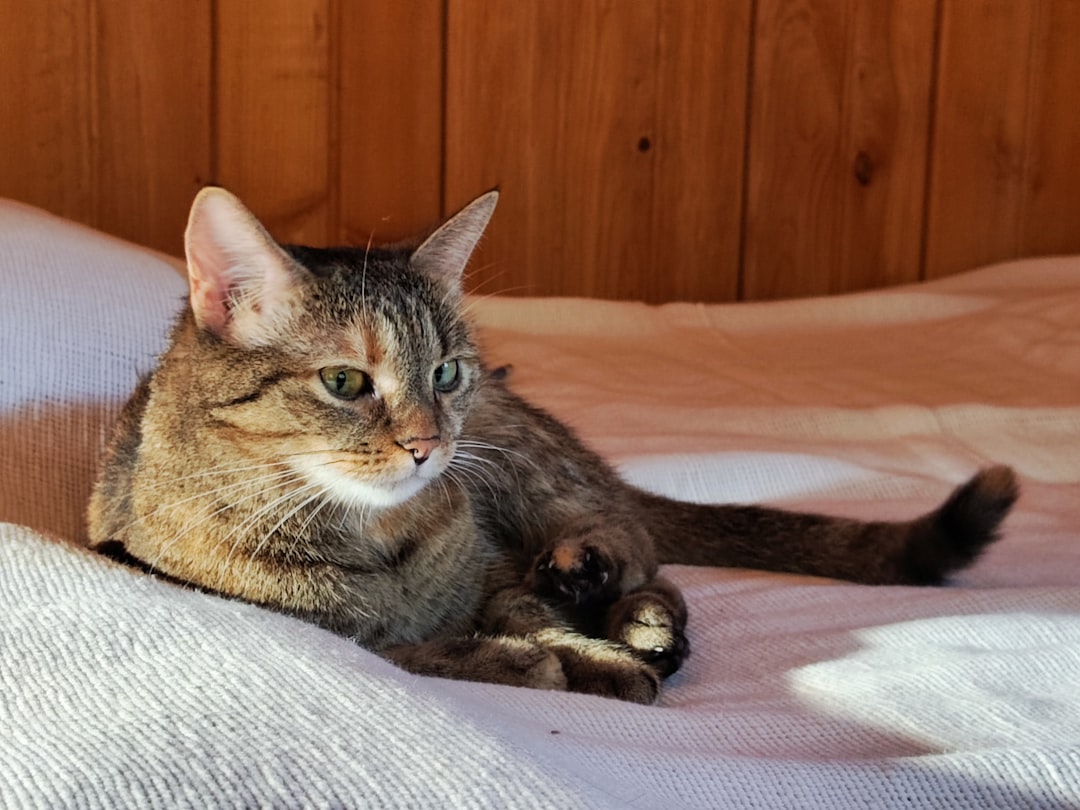 Hvad koster det at have kat ifølge ny forskning