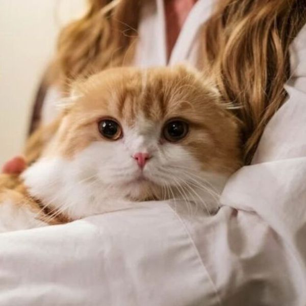 Une femme tenant un chat dans ses bras, guide sur le temps d’oubli des anciens propriétaires.