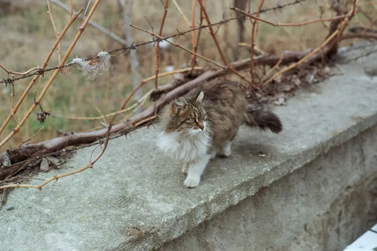 Chat fluffy marron et blanc, représentant le choix du bon kedi kumu dans l’article.