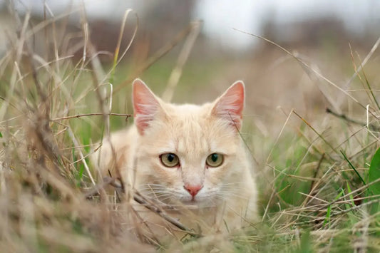 Chat orange clair dans l’herbe, pour un régime riche en protéines et lipides.