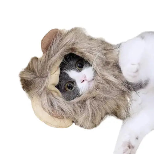 Bonnet pour Chat Cosplay Lion Transparent Background