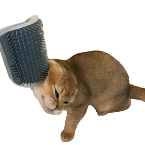Petit chat assis avec une brosse facile à fixer Transparent Background