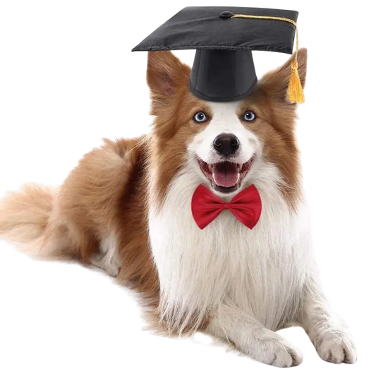 Chapeau pour Chien Haut de Forme Diplomé Transparent Background