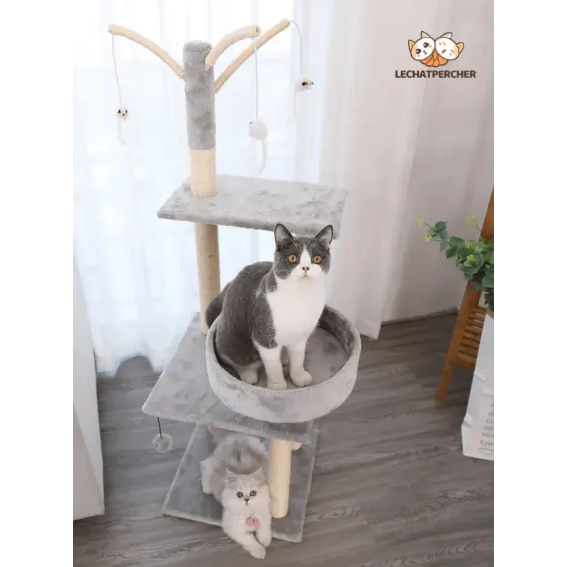 Cat sitting sur Catree arbre à chat, pour le bonheur de votre chat