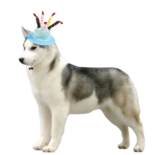 Chapeau pour Chien Bougies d’Anniversaire Transparent Background
