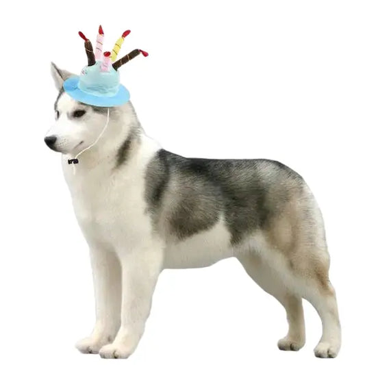 Chapeau pour Chien Bougies d’Anniversaire Transparent Background
