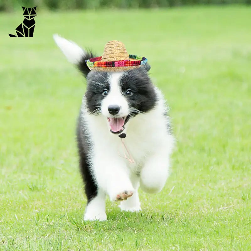 Chapeau pour Chien Sombrero Mexicain