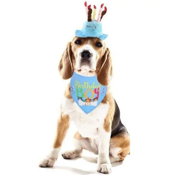 Chapeau pour Chien Anniversaire en Folie