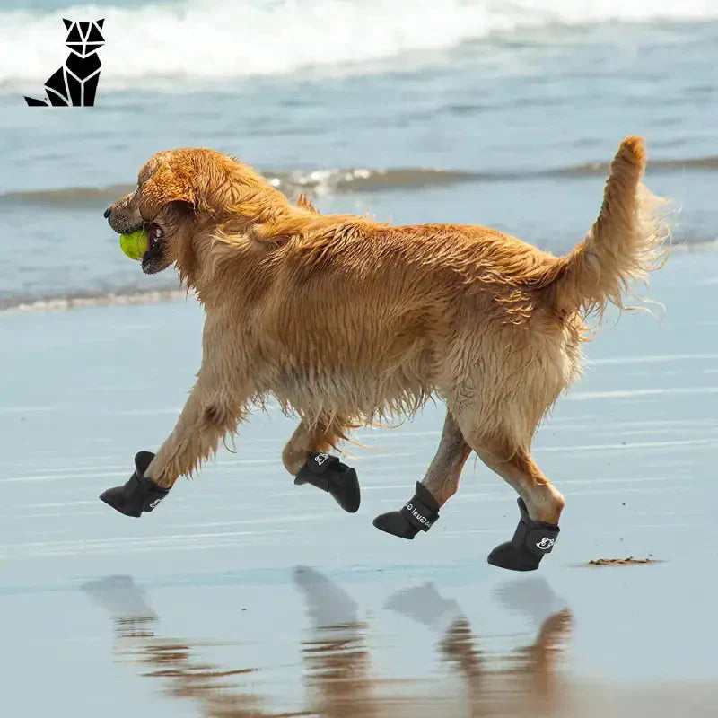 Chaussures pour chien imperméables offrant une protection optimale pour un chien courant sur la plage avec une balle de tennis