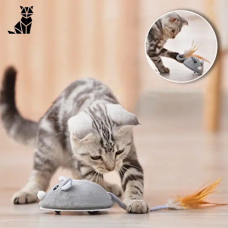 Souris pour chat | Souricat™