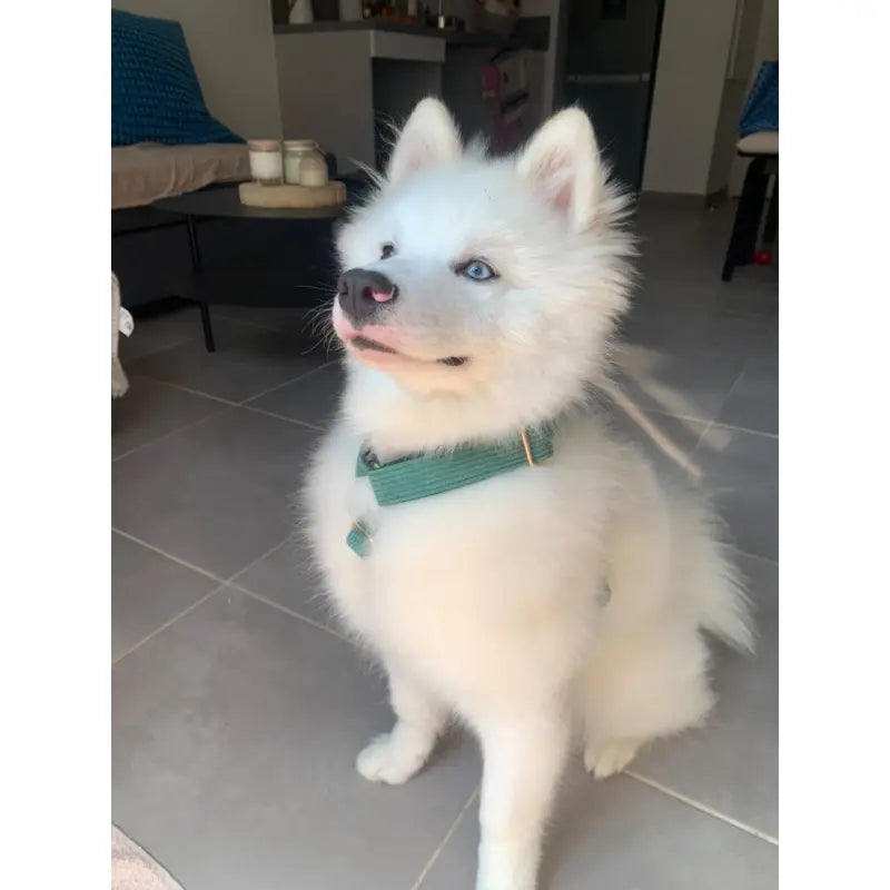 Harnais Chien Personnalisé Velours Côtelé Vert