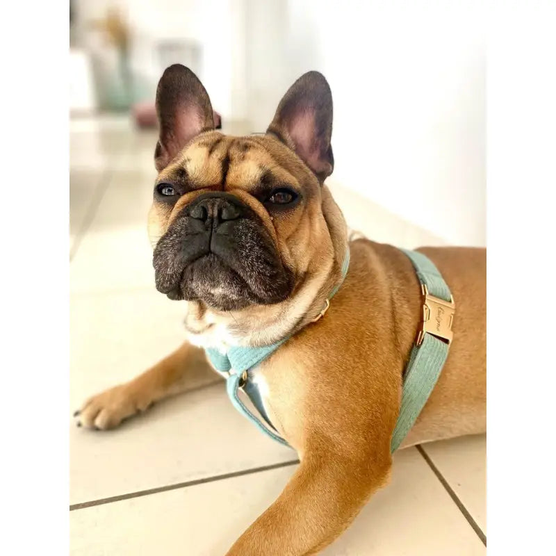 Harnais Chien Personnalisé Velours Bleu Ciel