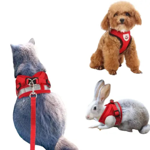 Harnais pour promenade chien et chat Transparent Background