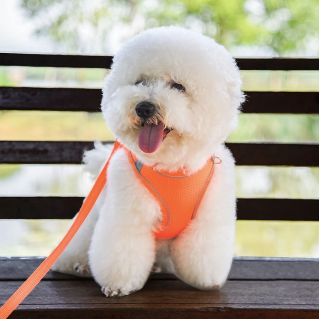 Harnais réfléchissant coloré pour chien