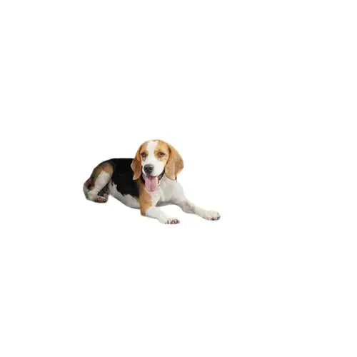 Chien assis dans le coffre de la voiture sur une housse de siège pour chien en tissu Oxford pour une protection et un confort optimaux Transparent Background